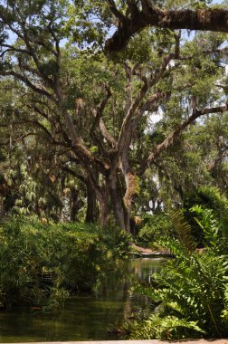 Bok Tower Gardens 'taki meşe ağaçları.