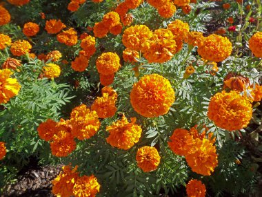 Botanik Bahçelerinde Sonbahar Çiçekleri