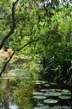 Gölette Asılı Ağaçlar