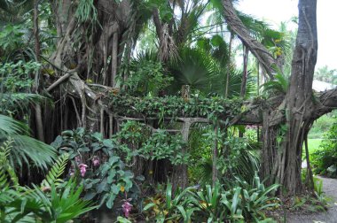 Ağaç dalında orkideler