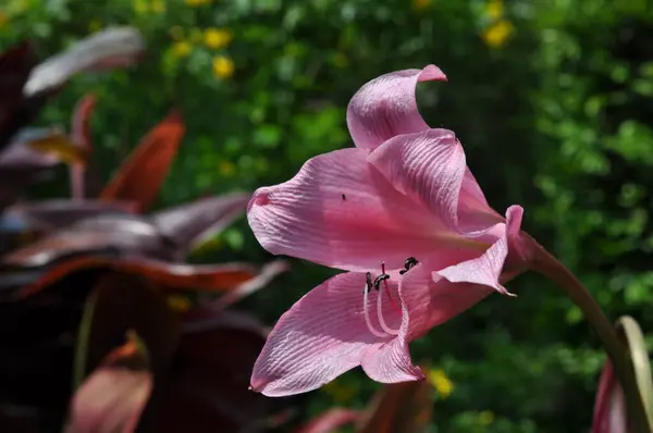 stock image A Single Pink Flower in the Gardens