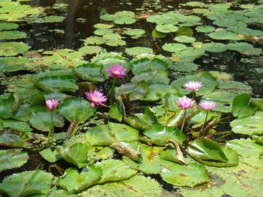 pembe nilüferler gölet