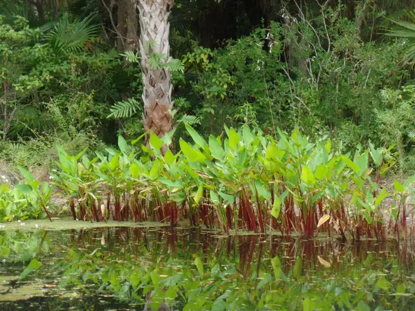 stock image Plants Growing in the Pond