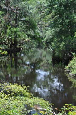 Trees overhanging the Hillsborough River clipart