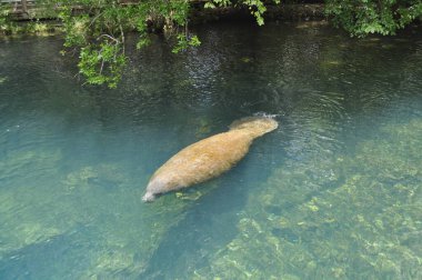 A Manatee in Homosassa Springs clipart