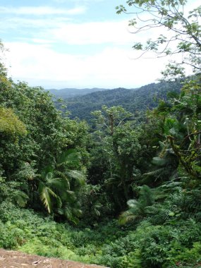 Bir Yağmur Ormanı Manzarası