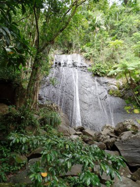 Porto Riko 'da Bir Yağmur Ormanı