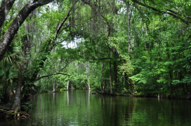 Dora Kanalında Cypress Ağaçları