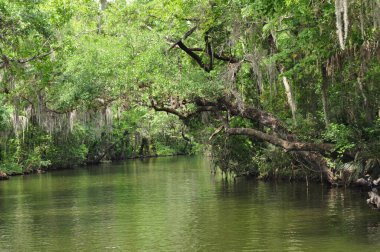 Dora Kanalındaki Ağaç Örtüsü