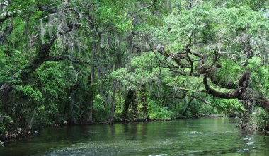 Dora Kanalında Dolaşırken