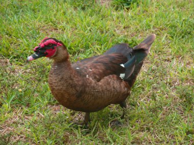Kahverengi, kırmızı yüzlü bir Moskovalı ördek, güneşli bir yaz gününde yeşil çimenlerin üzerinden Lakeland, Florida 'daki Morton Gölü' ne doğru yürüyor..
