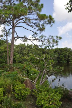 A view of the lake from the walkway path at the Morikami Japanese Botanical Gardens in Boynton Beach Florida with landscaping and boulders in the foreground on a sunny summer day with blue skies and clouds. clipart