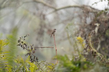 Ormandaki ölü bir sazlığa tüneyen gri bir çalı..