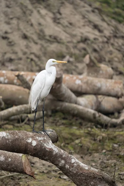 Great Egret Perched Dead Branch Marshy Area — Stock Photo, Image