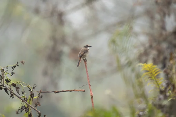 Grey Bushchat Perching Dead Reed Jungle — Stock Photo, Image