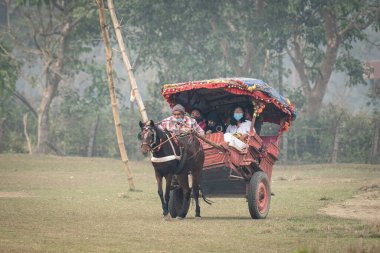 Chitwan, Nepal - 2 Şubat 2022 Chitwan Ulusal Parkı 'nda turist arabasını çeken bir midilli..