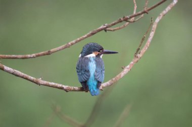 Suyun üzerinde tünemiş bir dalda ortak bir Kingfisher..