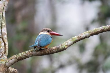 Bir leylek gagalı balıkçı suyun üzerindeki bir dala tünemiş..