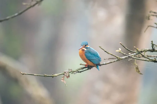 Common Kingfisher Perched Branch Water — Stock Photo, Image