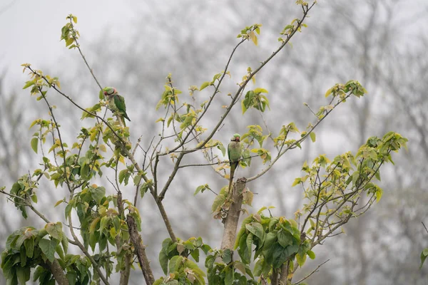 Alexandrian Parakeet Perched Tree Background Blurred — Stock Photo, Image