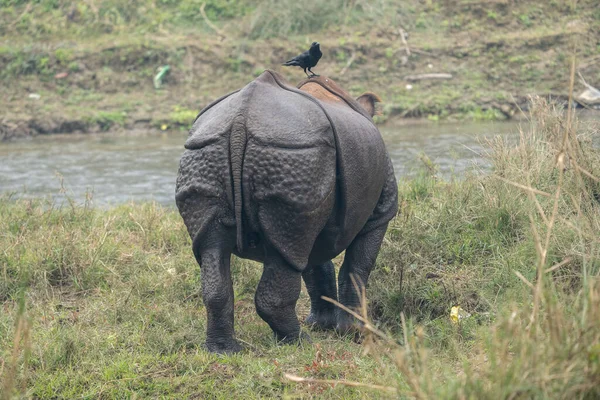 Corvo Sentado Parte Trás Rinoceronte Com Chifres — Fotografia de Stock