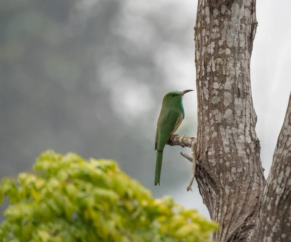 잡이새는 배경을 배경으로 나뭇가지에 먹는다 — 스톡 사진