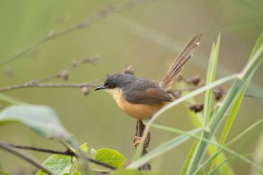Bir Ashy Prinia Çimen Köküne tünemiş güzel bulanık bir arka plana karşı.