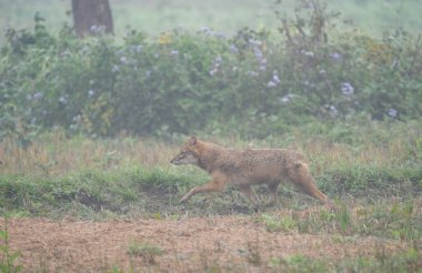 Nepal 'deki Chitwan Ulusal Parkı' nda sabah sisinin içinden geçen altın bir çakal..