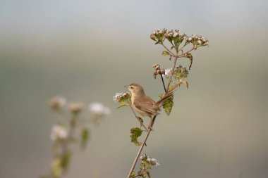 Tarafsız bir arkaplanda bir çiçeğin üzerine tünemiş bir Prinia..