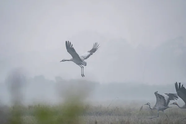 Közös Daruk Repülnek Füves Mezőről Reggeli Ködben — Stock Fotó