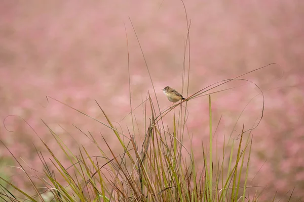 Zitting Cisticola Perched Grass Stem Background Pink — Stock Photo, Image