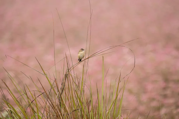 Сияющая Цистикола Сидящая Стебле Травы Фоне Розового — стоковое фото