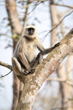 Nepal 'deki Chitwan Ulusal Parkı' nda ağaçta oturan gri bir langur..
