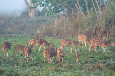 Sabahın erken saatlerinde benekli geyik sürüsü..