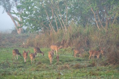 Sabahın erken saatlerinde benekli geyik sürüsü..