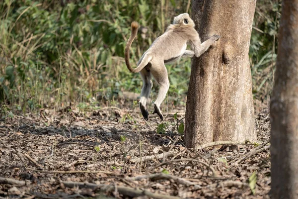 stock image A gray langur jumping into a tree in the Chitwan National Park in Nepal.