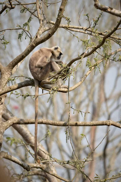 Серый Язык Сидит Дереве Национальном Парке Читван Непале — стоковое фото