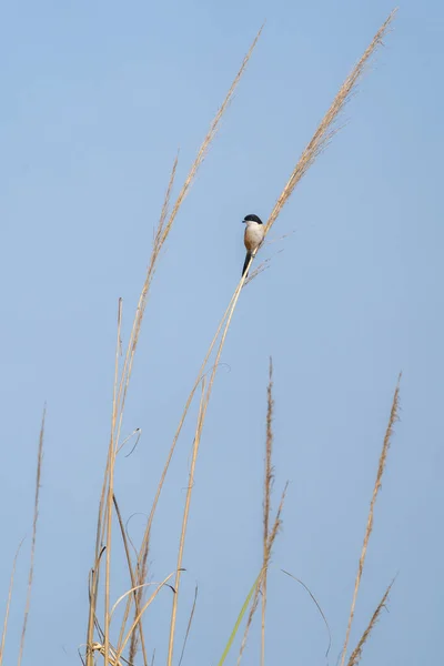 Long Tailed Shrike Perched Clump Grass Blue Sky Background — Stock Photo, Image
