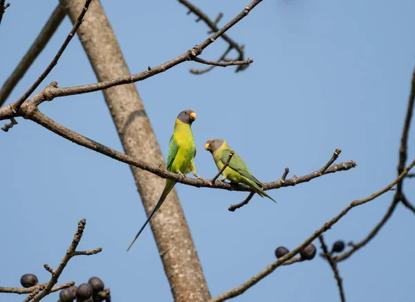 Plum Headed Parakeets Perched Branch Blue Sky — Stock Photo, Image