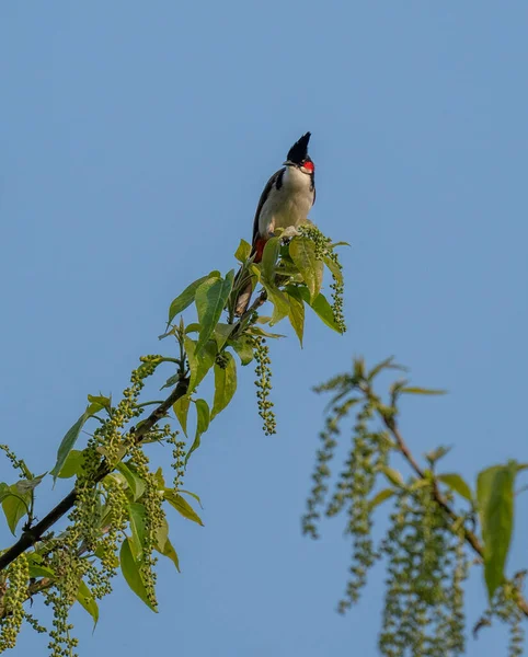 一只红色胡须的布尔布尔布栖息在蓝天的树枝上 — 图库照片