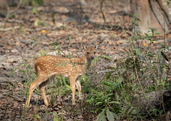 Spotted Deer Fawn Walking Jungle Looking Grazing — Stock Photo, Image