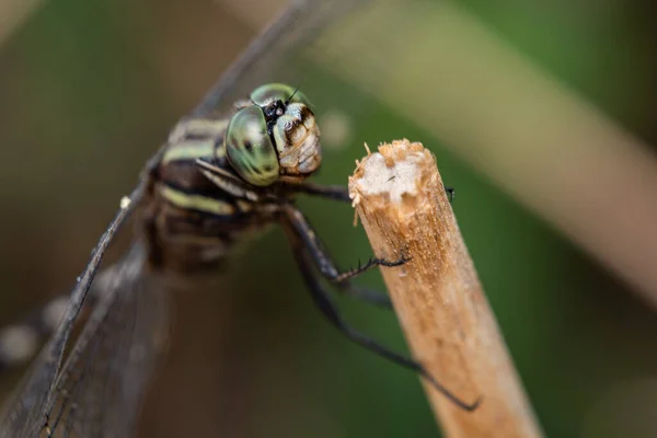 一只瘦长的剥皮蜻蜓栖息在断断续续的草地上的宏观照片 — 图库照片