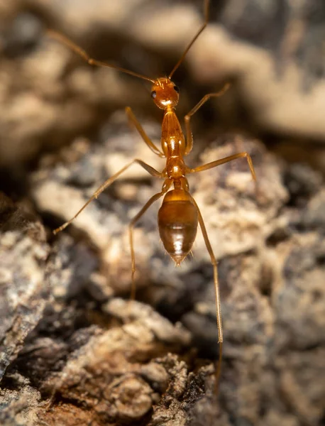 stock image A macro shot of a Yellow Crazy Ant on the bark of a tree.