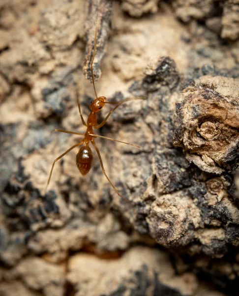 나무의 황색의 개미를 매크로 스톡 사진