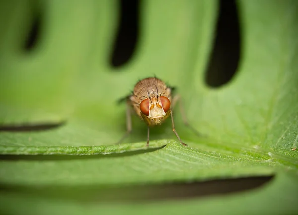 Μια Μακρόσυρτη Μύγα Που Κάθεται Ένα Πράσινο Φύλλο — Φωτογραφία Αρχείου