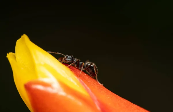 Una Macro Una Hormiga Sobre Una Planta Roja Amarilla —  Fotos de Stock