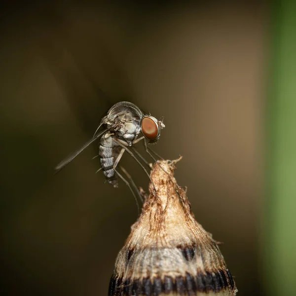 Μακρο Μιας Μύγας Κάθεται Ένα Μυτερό Φυτό — Φωτογραφία Αρχείου