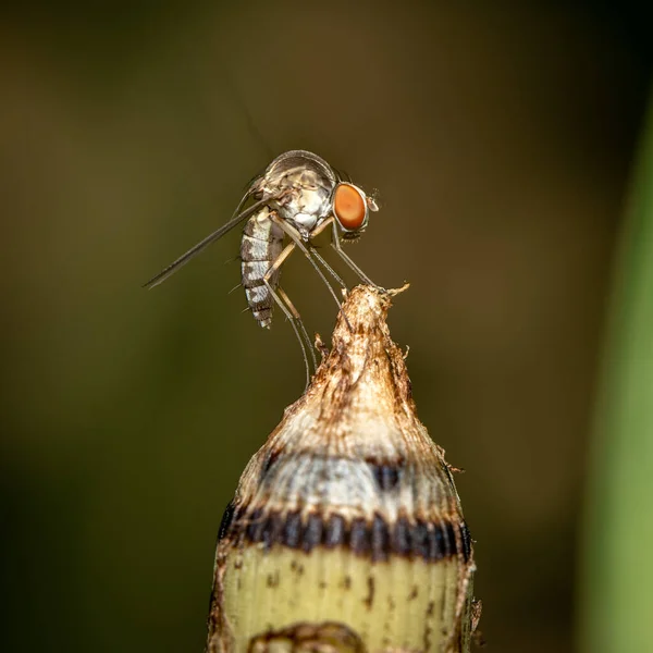 Makro Einer Fliege Auf Einer Spitzen Pflanze — Stockfoto
