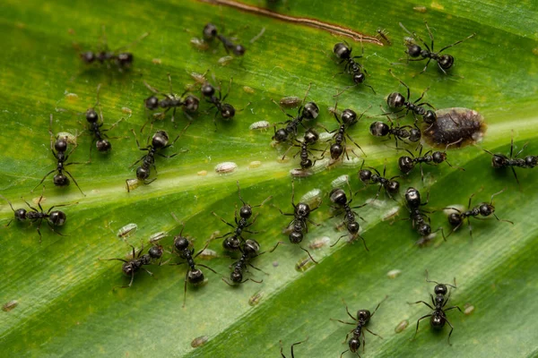 Una Colonia Hormigas Sobre Una Hoja Con Muchos Otros Insectos — Foto de Stock