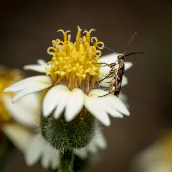 Papillon Nuit Sur Une Fleur Aspirant Nectar — Photo